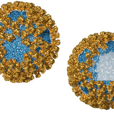 Virus-like nanoparticles are made from structural proteins. 